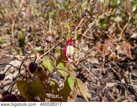 Close-up Of The Spreading Plant With Heart-shaped Leaves - The Red Barrenwort, Fairy Wings Or Bishop