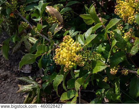 The Evergreen Shrub Oregon Grape Or Holly-leaved Barberry (mahonia Aquifolium) Flowering With Dense 