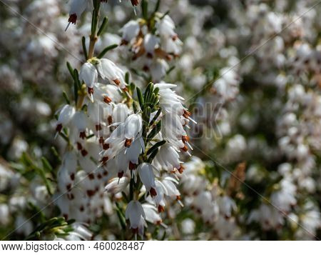 Beautiful Macro Of The Evergreen Dwarf Shrub, White Darley Dale Heath - Erica Darleyensis 'white Per