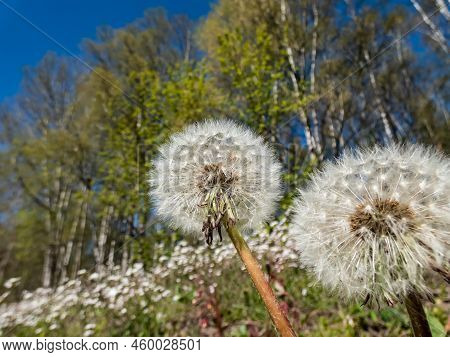 Macro Shot Of Dandelion Flower Heads With Seeds And Pappus In The Meadow With Forest And Blue Sky In