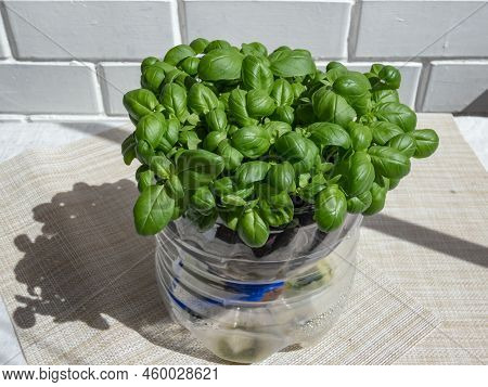 Growing Young, Green, Fresh Basil Plants In Diy Plastic Pot Made From Cut Plastic Bottle. Small, Gre