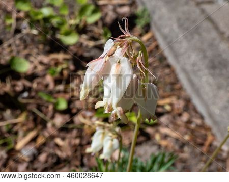 Macro Shot Of Delicate, Dangling Creamy White, Heart-shaped Flowers Of The Fern-leaf Bleeding Heart 