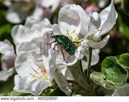 Macro Shot Of A Metallic Rose Chafer Or The Green Rose Chafer (cetonia Aurata) Crawling On A White A
