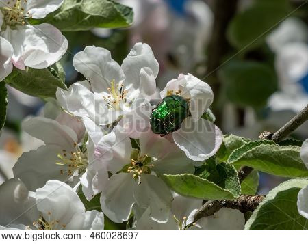 Macro Shot Of A Metallic Rose Chafer Or The Green Rose Chafer (cetonia Aurata) Crawling On A White A