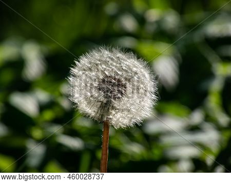 Macro Shot Of Single Dandelion Flower Head With Seeds And Pappus In The Meadow With Green Bokeh Gras