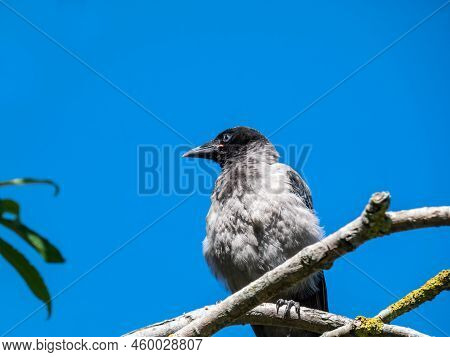 Close-up Shot Of The Juvenile Hooded Crow (corvus Cornix) With Dark Plumage And With Blue And Grey E