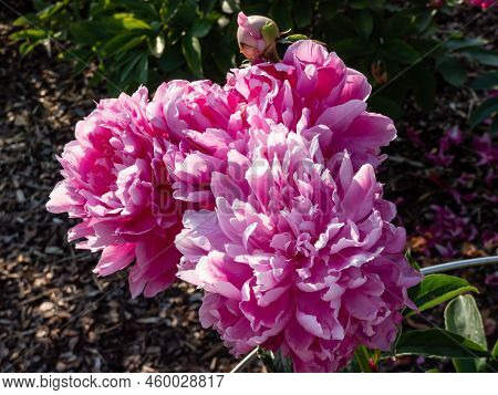 Chinese Peony, Garden Peony 'wrinkles & Crinkles' (paeonia Lactiflora) Flowering With Full, Rich Pin