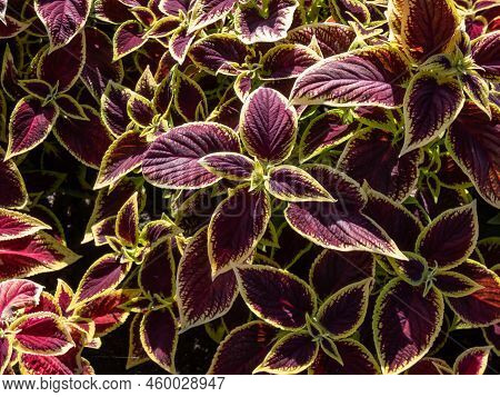 Flame Nettle Or Painted Nettle (coleus X Blumei) 'wizard Scarlet' With Burgundy-red Foliage With Thi