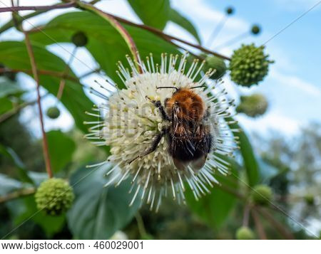 Macro Of A Bumblebee Collecting Pollen From A Single Flower Of The Buttonbush, Button-willow Or Hone