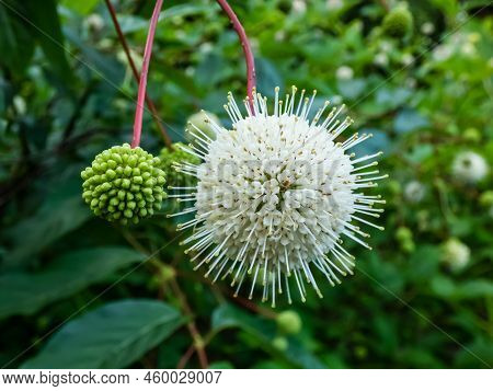 Flowering Plant Buttonbush, Button-willow Or Honey-bells (cephalanthus Occidentalis) Blooming In Sum