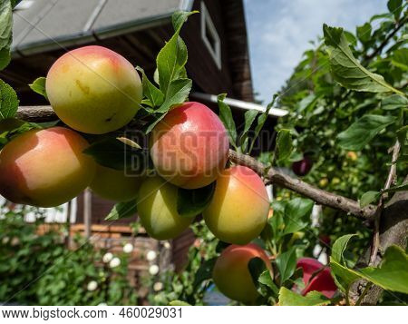 Closeup Shot Of Big, Ripe And Unripe Pink And Green Plums (prunus Domestica) On The Branches Of The 