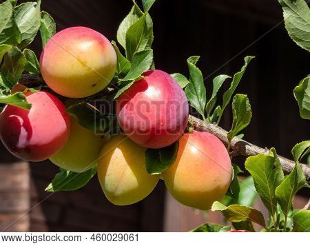 Closeup Shot Of Big, Ripe And Unripe Pink And Green Plums (prunus Domestica) On The Branches Of The 