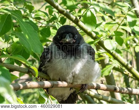 Close-up Shot Of The Juvenile Hooded Crow (corvus Cornix) With Dark Plumage With Blue And Grey Eyes 
