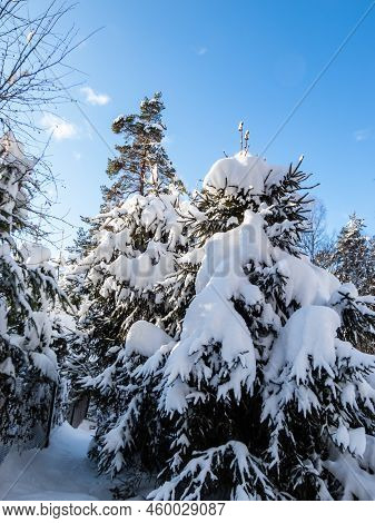 Thick Layer Of Snow On Trees And Surroundings In Winter After A Snowfall On A Bright Sunny Day With 