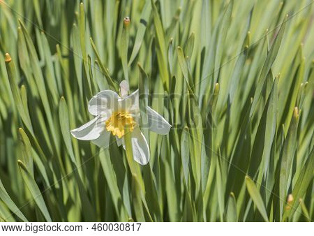 Background Narcissus Flower On A Background Of Green Leaves.