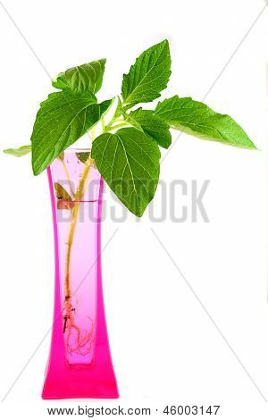 Växter i en rosa vas isolerad på vita backgroung