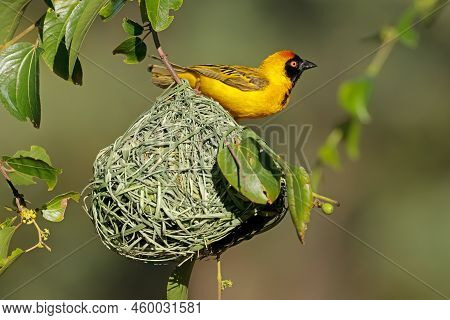 A Male Lesser Masked Weaver (ploceus Intermedius) Sitting On Its Nest, South Africa