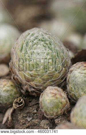 Detailed Closeup On An Aggregation Of Grey Sempervivum 'smit's Seedling' On The Ground