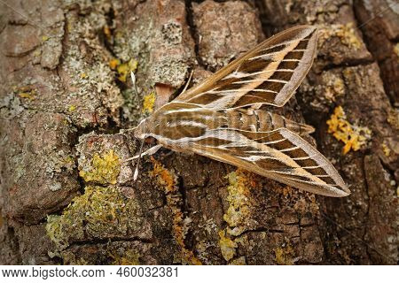 Detailed Closeup On The Beautiful Striped Hawk-moth, Hyles Livornica Sitting On Wood