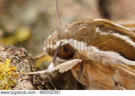 Detailed Facial Closeup On The Beautiful Striped Hawk-moth, Hyles Livornica Sitting On Wood
