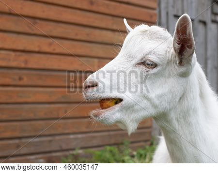Young White Goat Is Chewing An Apple, Selective Focus. Cute Cud-chewing Animal On A Farm