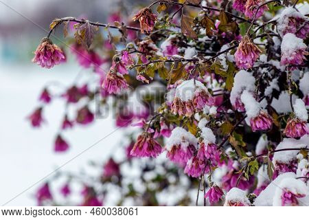 Snow-covered Pink Chrysanthemums At The Beginning Of Wintersnow-covered Pink Chrysanthemums At The B