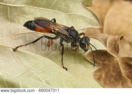 Detailed Closeup On The Red And Black, European Golden Sand Wasp, Sphex Funerarius Sitting On A Drie