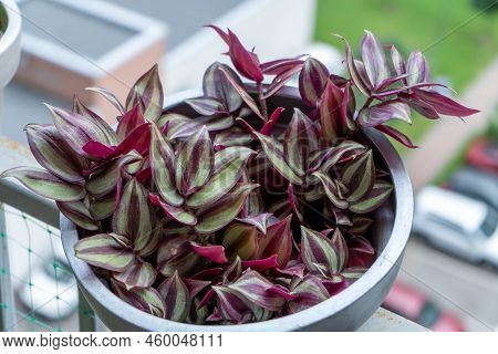 Tradescantia Motley Multicolor. Flower Pot On The Railing Of The Balcony. Home Flower With Purple Le