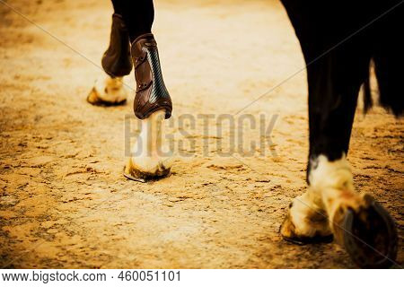 A Rear View Of The Legs Of A Black Horse, Which With Shod Hooves Steps On Asphalt With Sand. Equestr