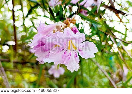 Bright Pink Chilopsis Linearis Flowers With Green Leaves In The Garden In Summer Closeup.