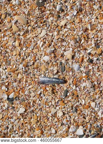 Broken Shells Cover Beach Close-up For Background