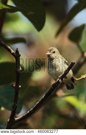 A Pale Billed Flowerpecker Or Tickell's Flowerpecker (dicaeum Erythrorhynchos) Perching On A Branch 
