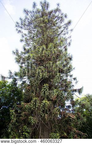 A Bunya Pine Tree In The Field