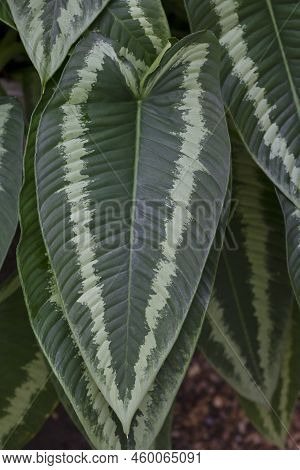 Green And White Leaf Of Schismatoglottis Wallichii Variegated In The Garden For Background.