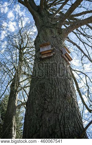 Bat House Hanging On A Tree Trunk