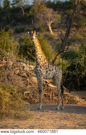 Young Southern Giraffe Stands Staring Towards Camera