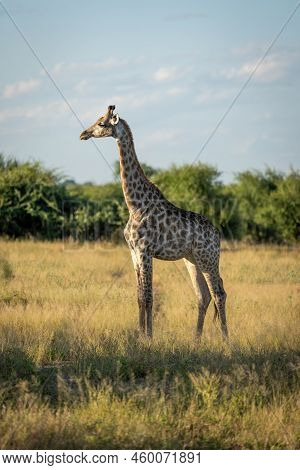 Young Southern Giraffe Stands Staring In Clearing