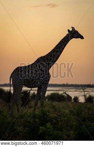 Southern Giraffe Stands Silhouetted Against Golden Sky