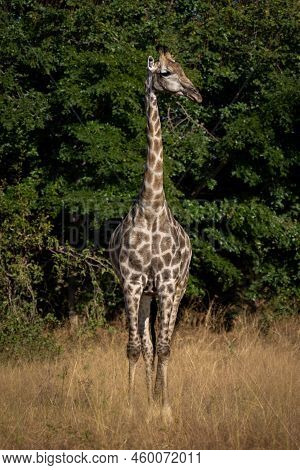 Southern Giraffe Stands Facing Camera Turning Head