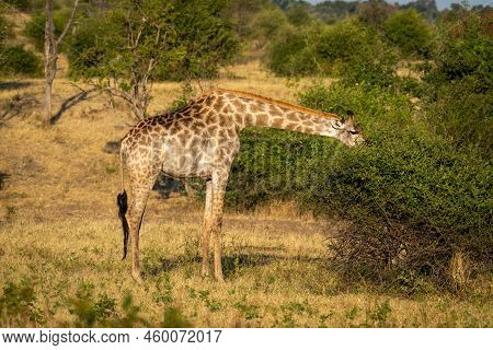 Southern Giraffe Stands Browsing Bush In Savannah