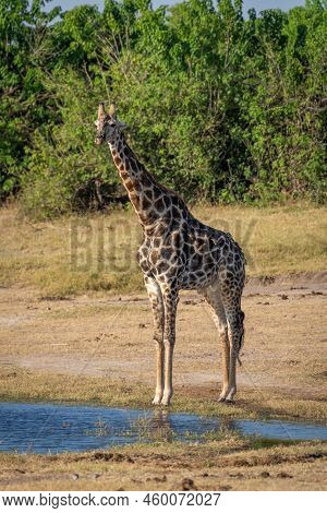 Southern Giraffe Stands By River With Oxpeckers