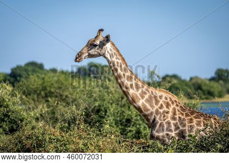 Southern Giraffe Stands Behind Bushes In Sunshine