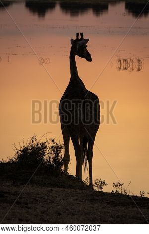 Southern Giraffe Silhouetted Against River At Sunset