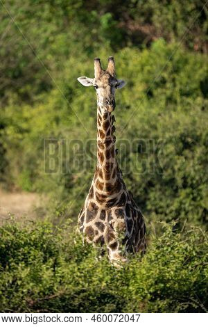 Southern Giraffe Stands Behind Bush Facing Camera