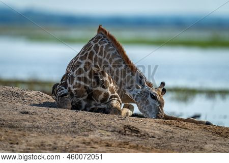 Southern Giraffe Lies On Riverbank With Oxpeckers