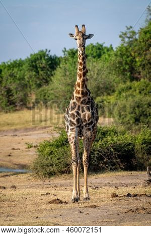 Male Southern Giraffe Stands On Bushy Riverbank