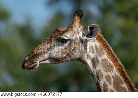 Close-up Of Young Southern Giraffe Near Bushes