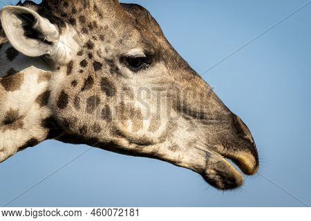 Close-up Of Southern Giraffe With Open Mouth