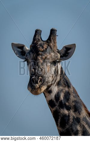 Close-up Of Southern Giraffe Under Blue Sky