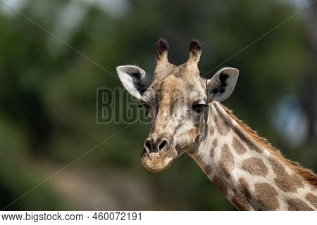 Close-up Of Southern Giraffe Turning Head Slightly